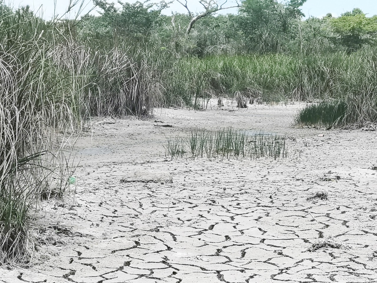 Sabana de Chetumal