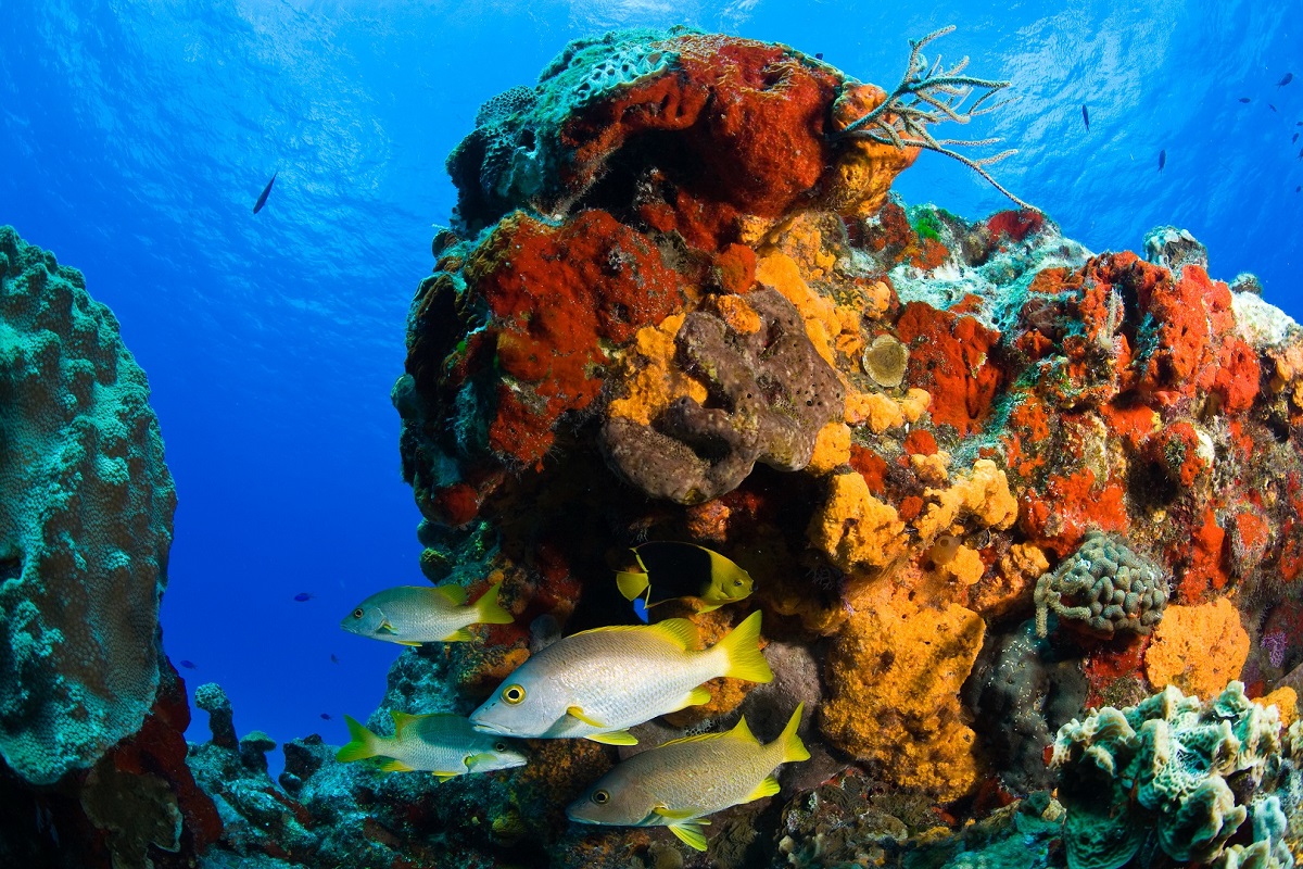 Arrecifes de Quintana Roo