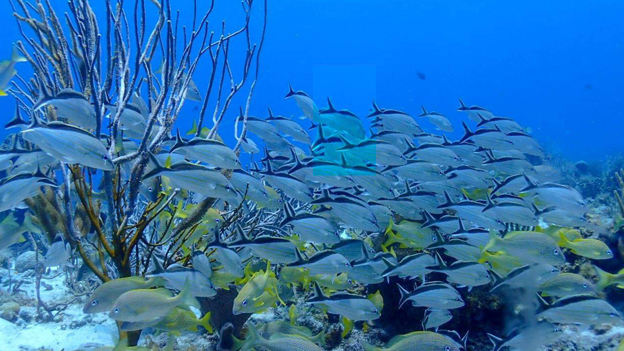 Área del Parque Marino Arrecifes de Cozumel