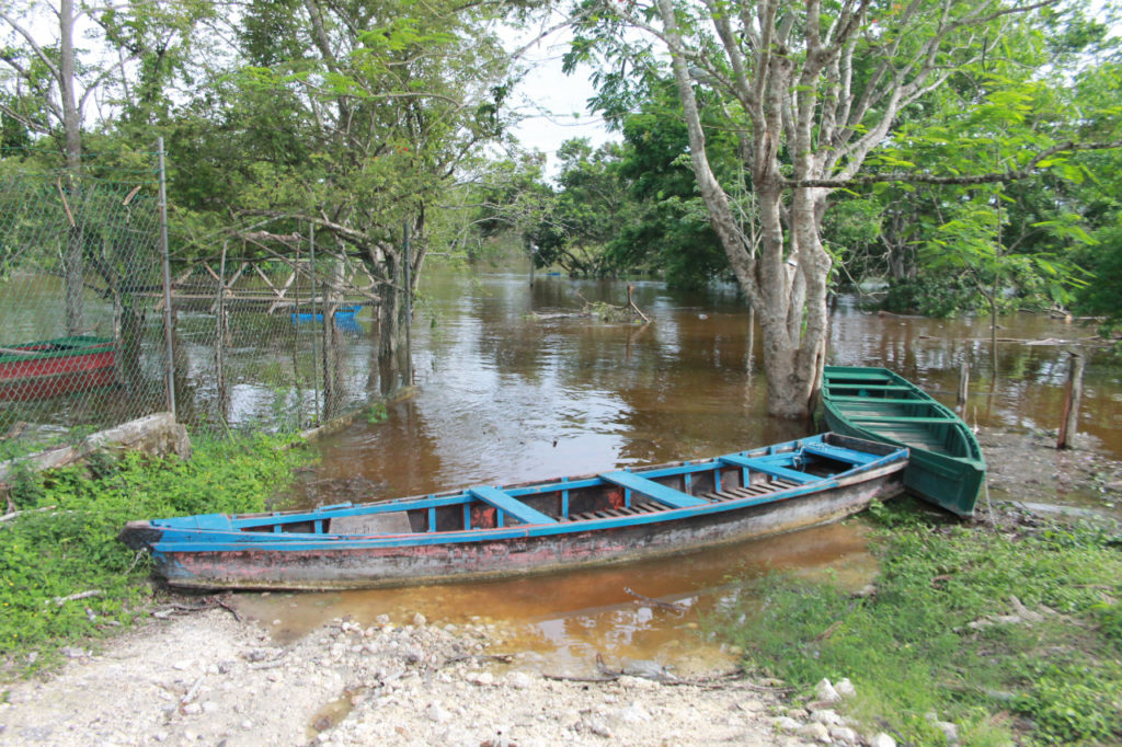 Las inundaciones afectaron la flora y fauna