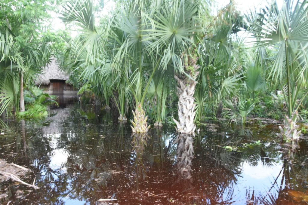 Flora y fauna, afectadas por las inundaciones