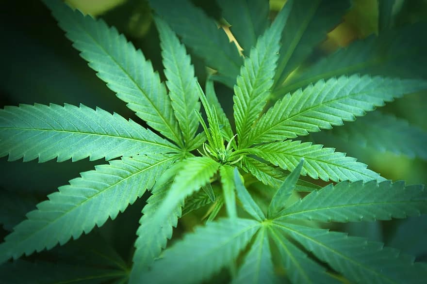 Cáñamo o hemp, fabricante de productos cannábicos