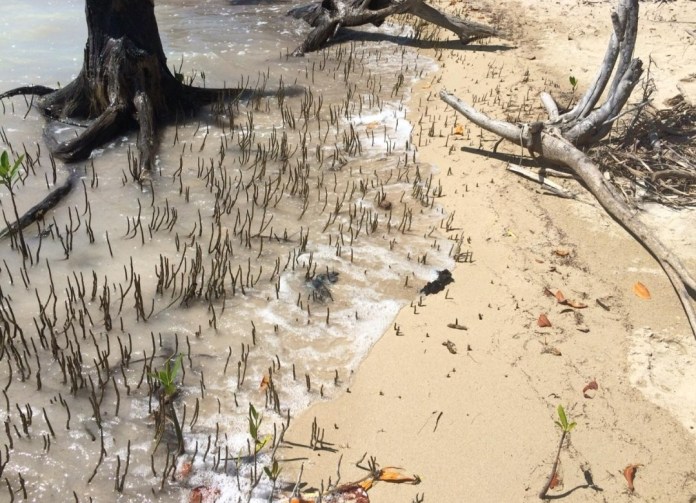 Devastan Punta Lagarto