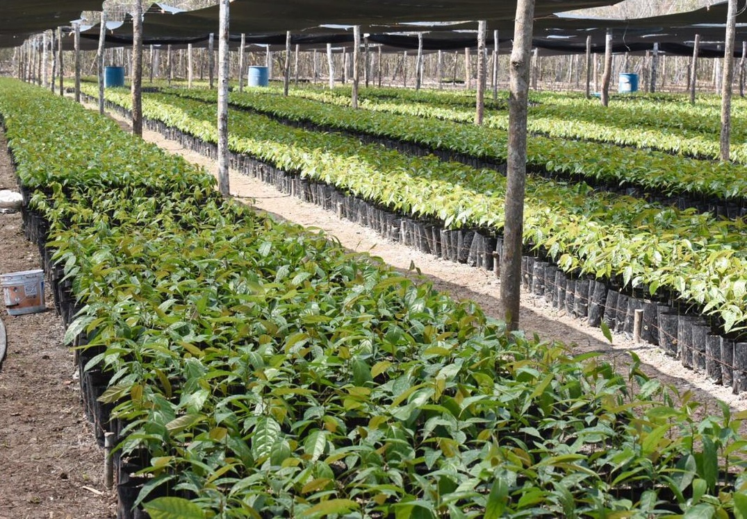 Programa Sembrando Vida