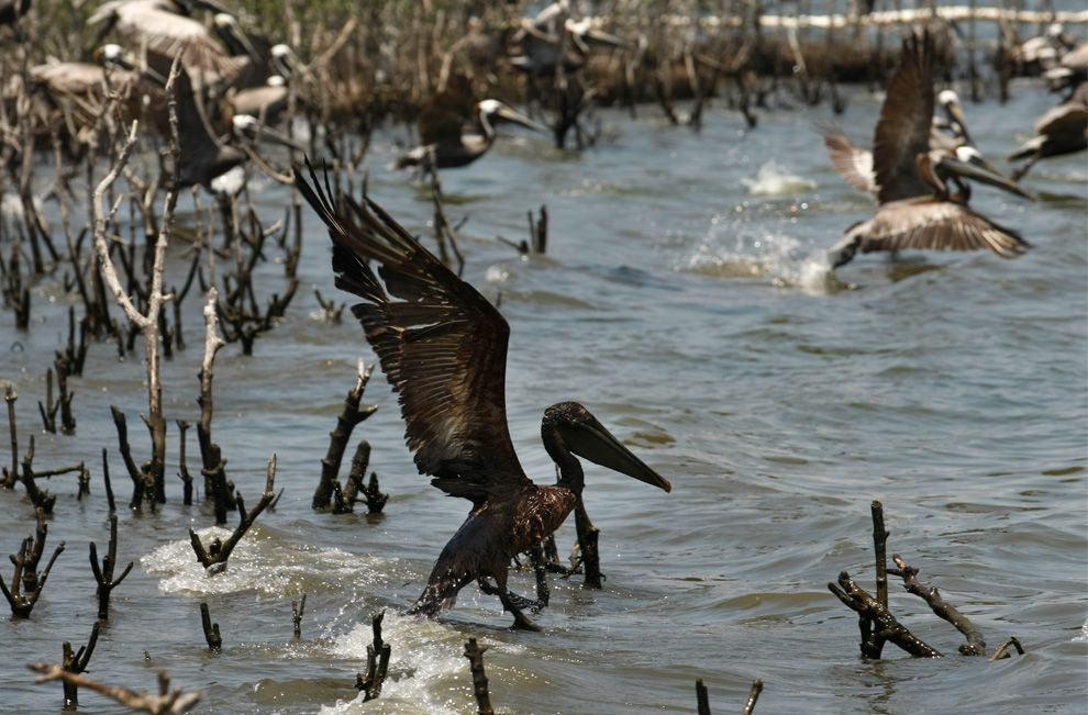 Pelicano afectado por derrame de la British Petroleum