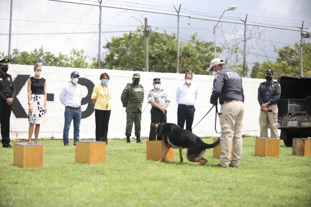 Yucatán adquiere perros para detectar Covid-19
