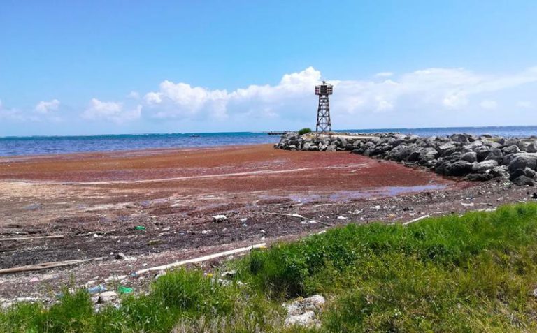 Consulta aquí el mapa diario de sargazo Quintana Roo