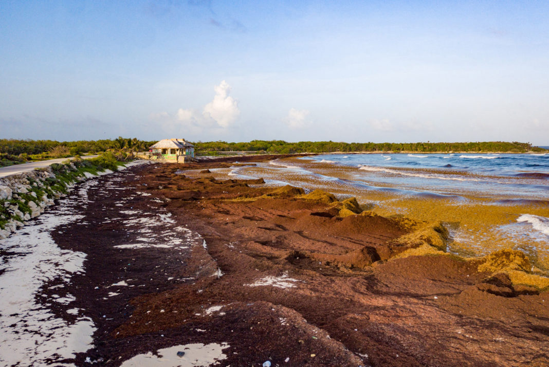 sargazo en Quintana Roo