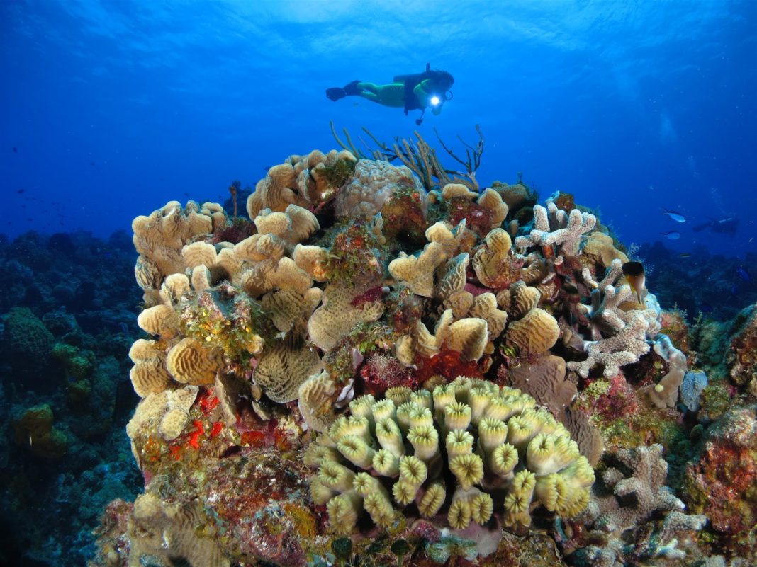 Peligran arrecifes