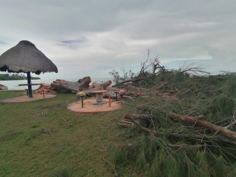 Ayuntamiento morenista aprobó tala de árboles en bulevar Bahía