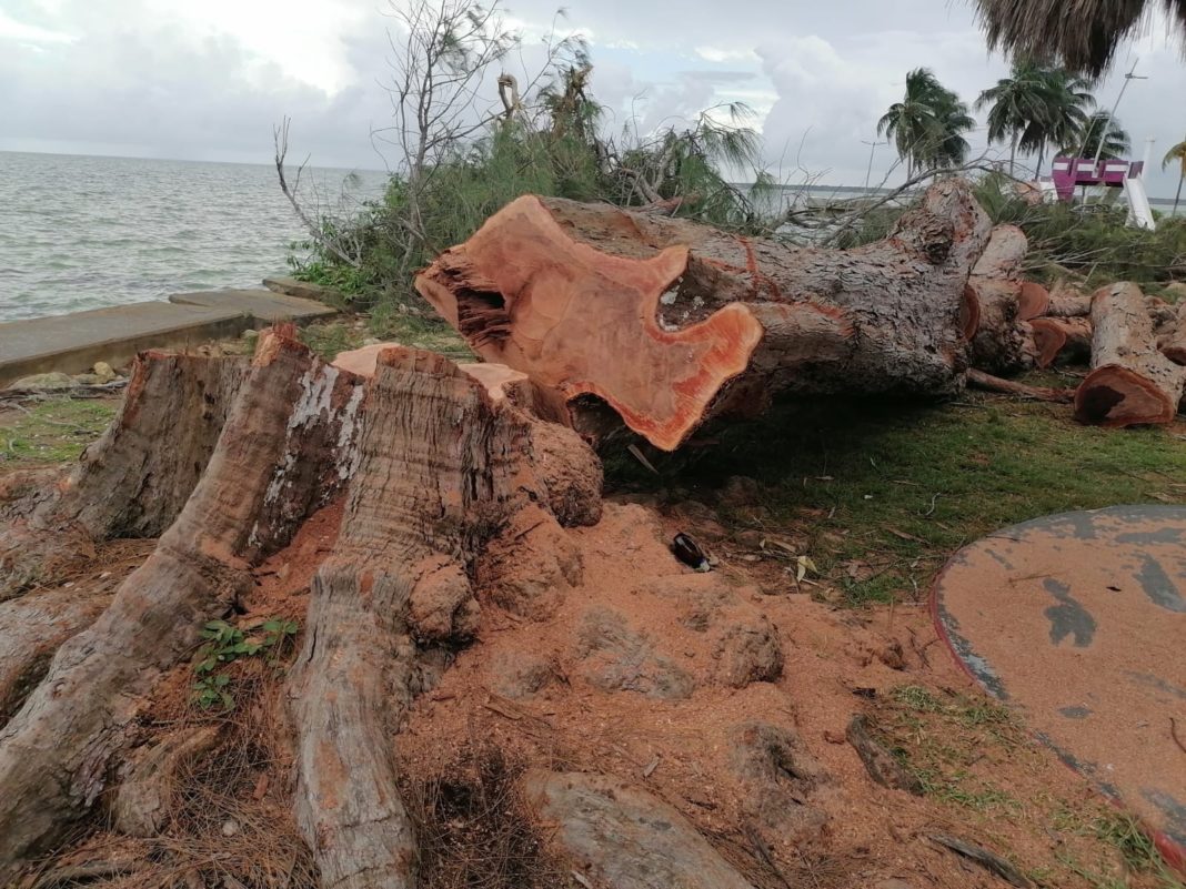 tala de árboles en bulevar Bahía
