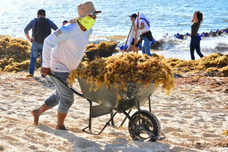 Están mayoría de arenales en Playa del Carmen libres de sargazo