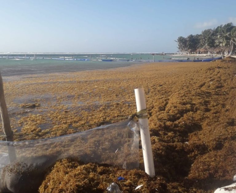 Calcula Marina 46 mil toneladas de sargazo en 2022 en Quintana Roo