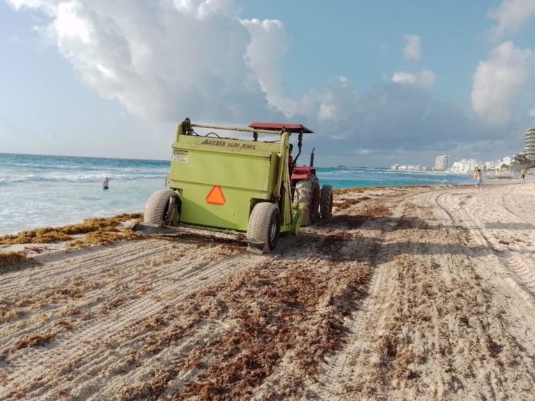 Recolectan en playas de Cancún más de dos mil toneladas de sargazo