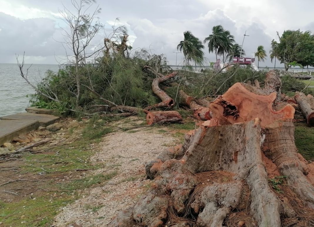 Evaden sanciones por tala de árboles en el bulevar Bahía