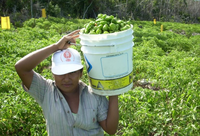 Censo agropecuario, en pausa en la zona limítrofe con Campeche