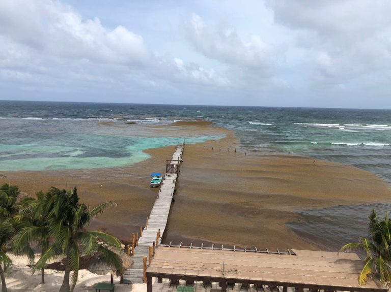 Alerta Secretaría de Marina por alto recale de sargazo