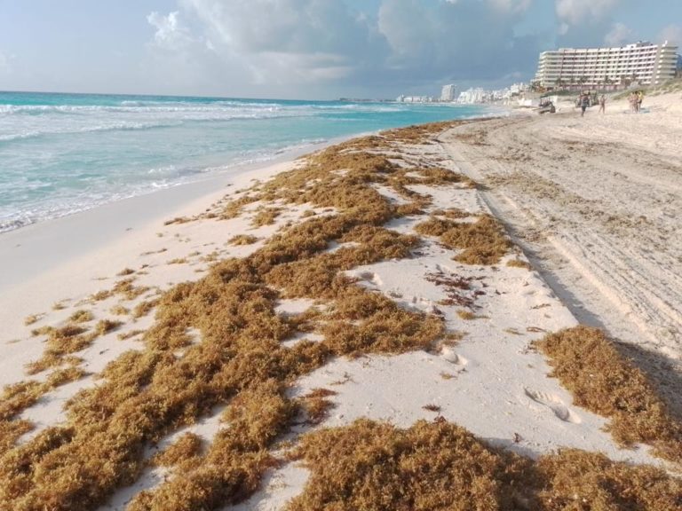 Recolectan 2 mil 740 toneladas de sargazo en 4 meses en playas de Cancún