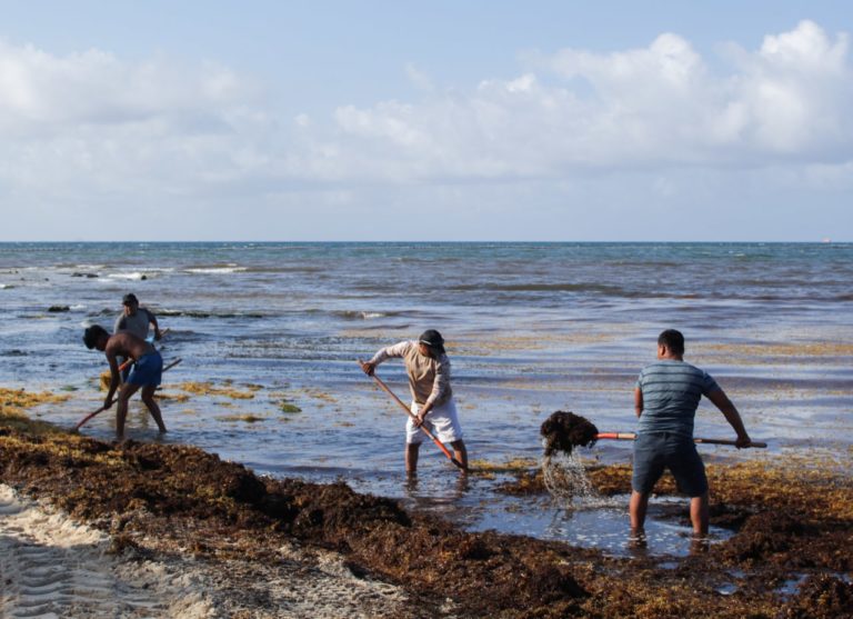 Participa en talleres para aprovechar el sargazo y alimentos orgánicos