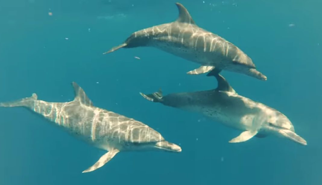 delfines explotados