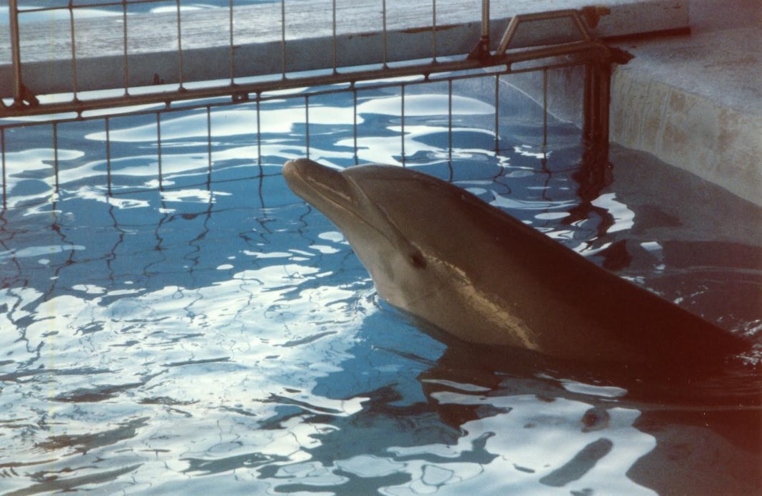 mamíferos marinos delfinarios