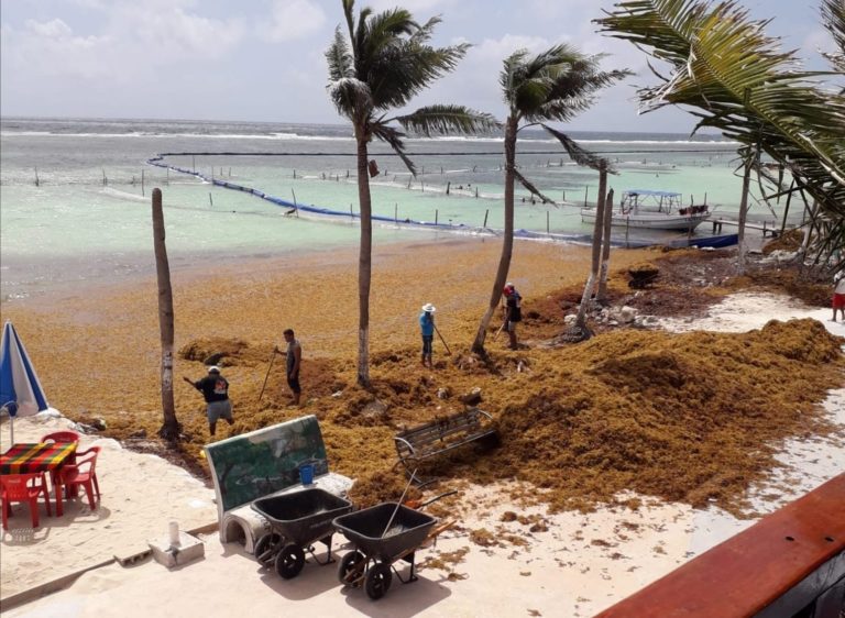 Solicitan instalar barreras contra el sargazo en Mahahual