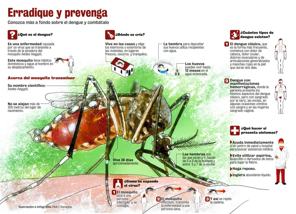 infografía mosquito Aedes aegypti
