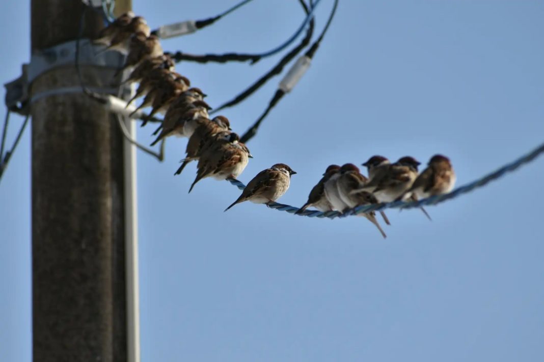 Poblaciones de aves