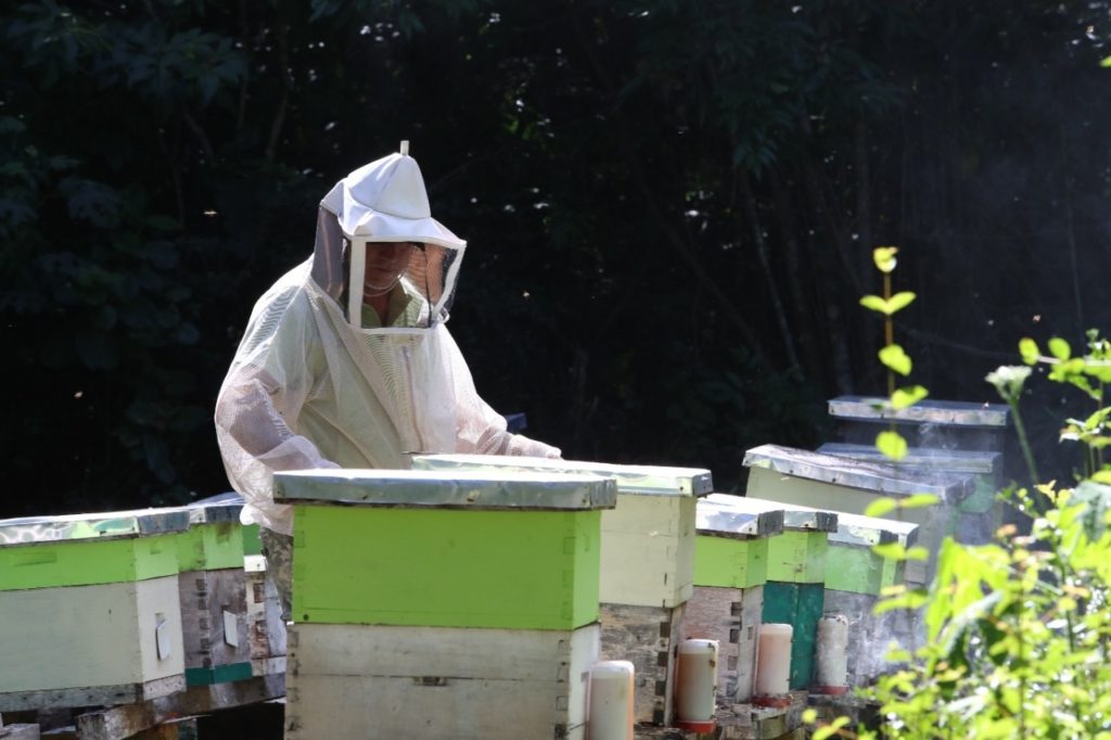 apicultores de Quintana Roo