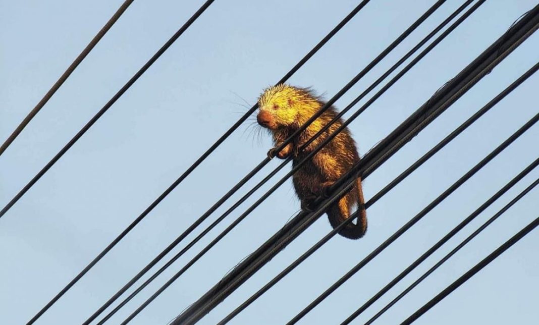 puercoespin-mexicano