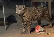 Jaguar en Quintana Roo