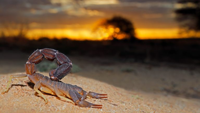Qué hacer si te pica un alacrán: remedios caseros