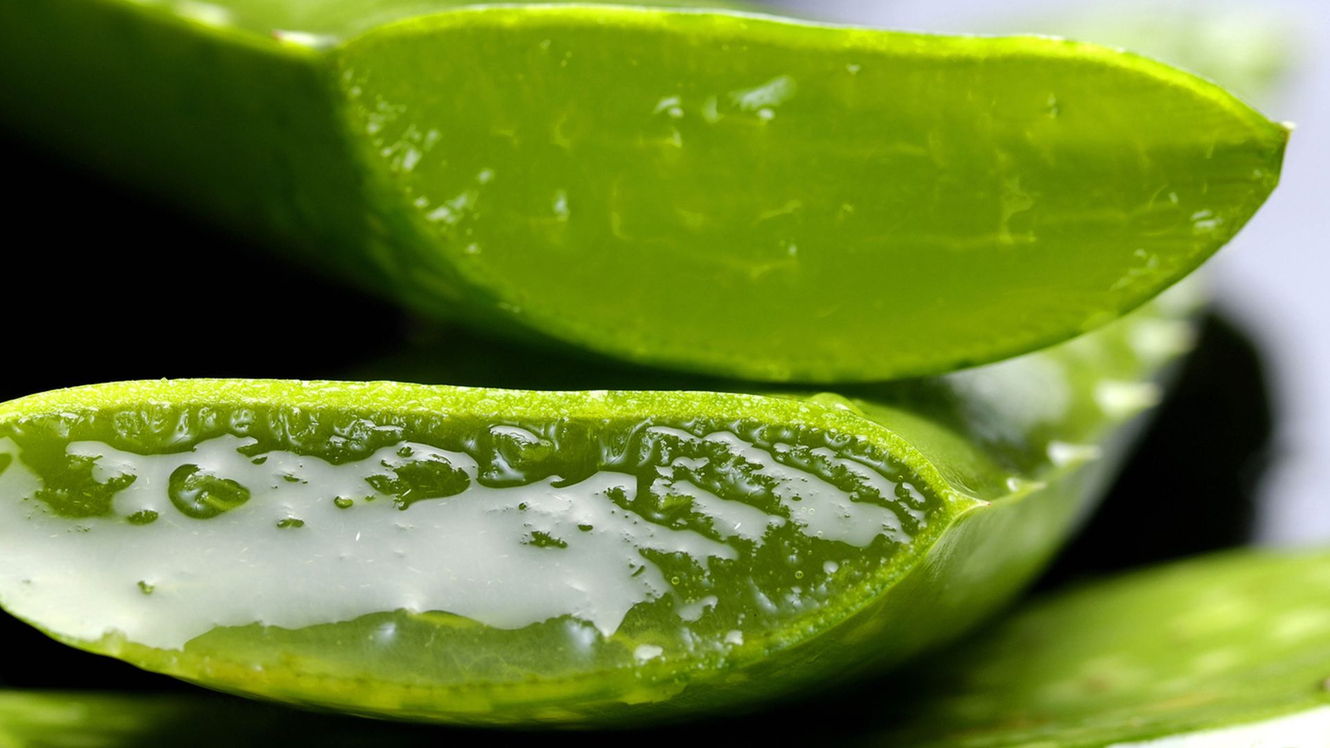 Aloe Vera 1