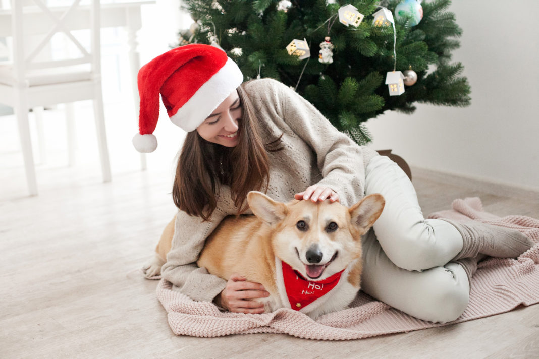 mascotas en Navidad