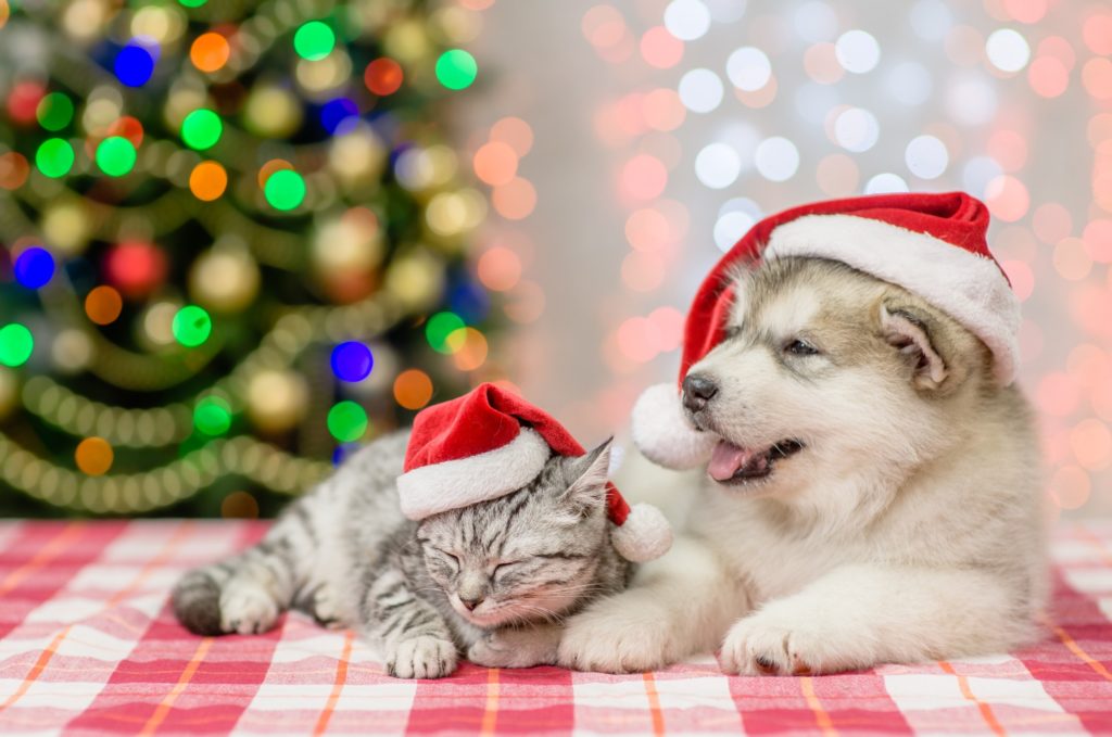 mascotas en Navidad