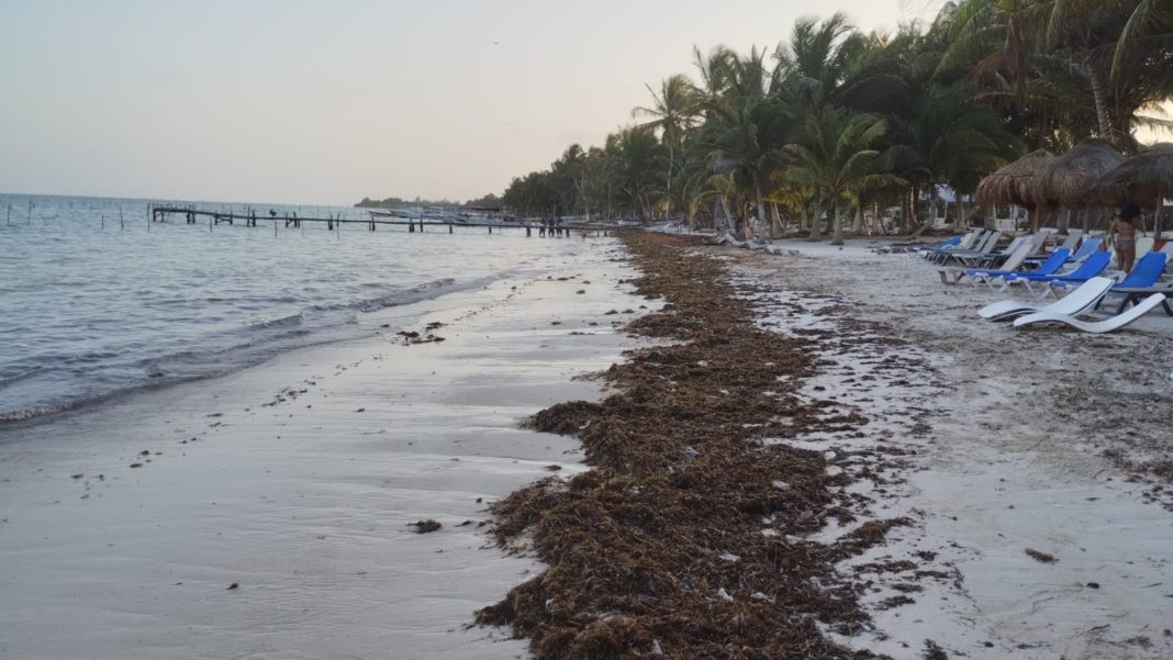 Sargazo en Mahahual